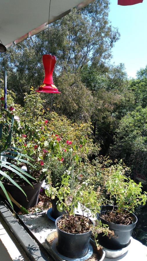 Charming Sunny Bedroom Overlooking Beautiful Amsterdam Avenue In Best Condesa Area Мехико Экстерьер фото
